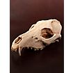 3D-printed fox skull for self-painting (16cm)